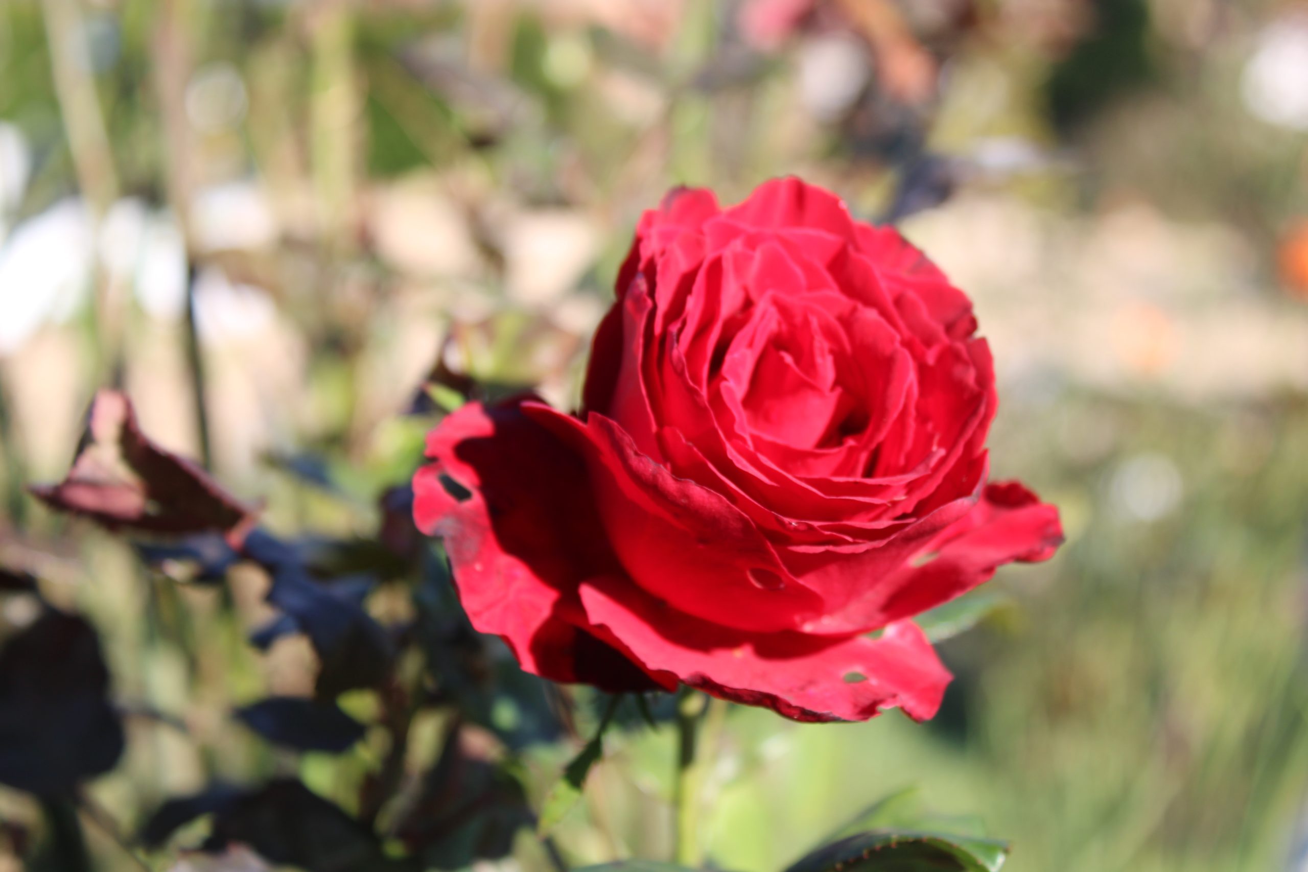 rose krapets