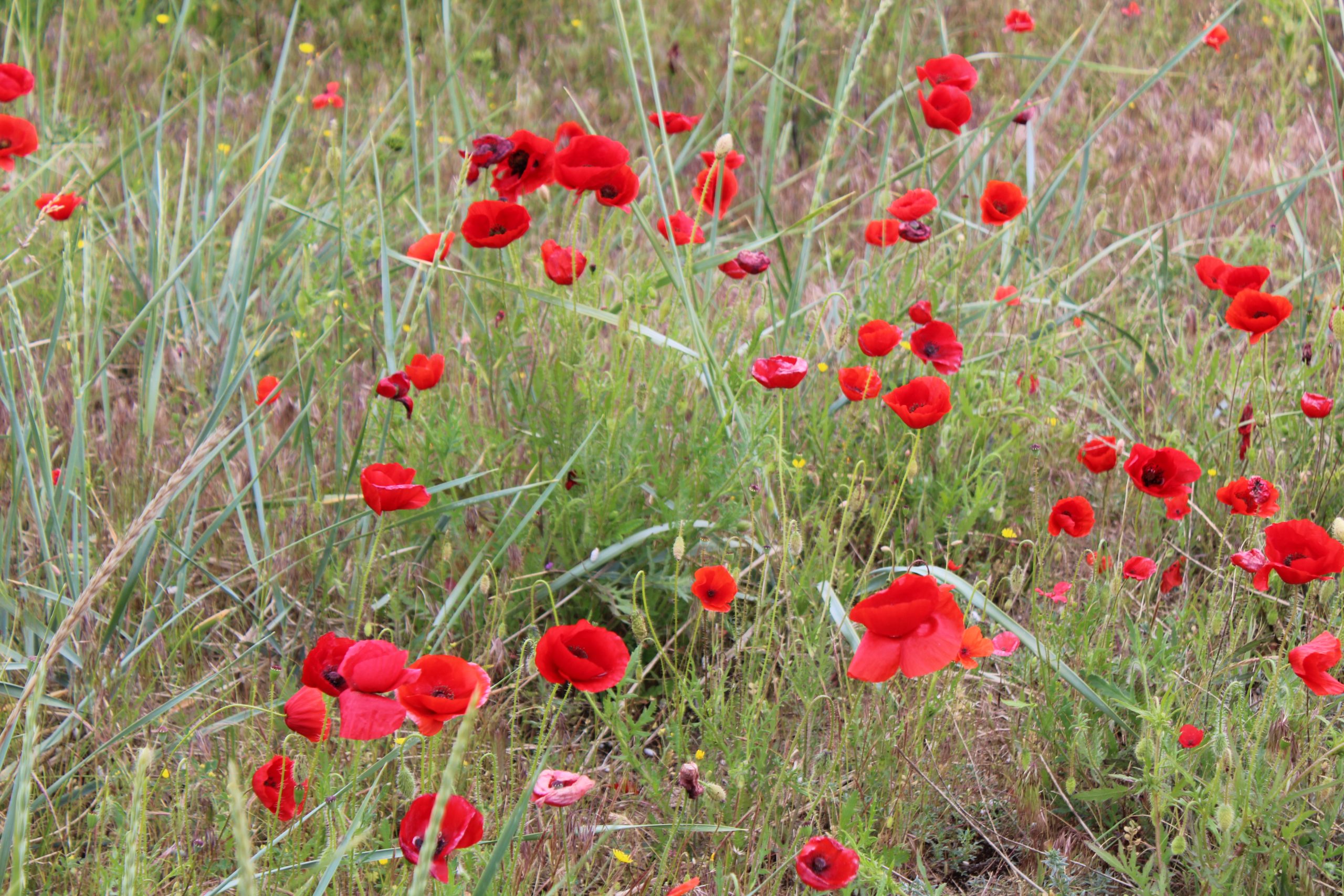 flowers krapets