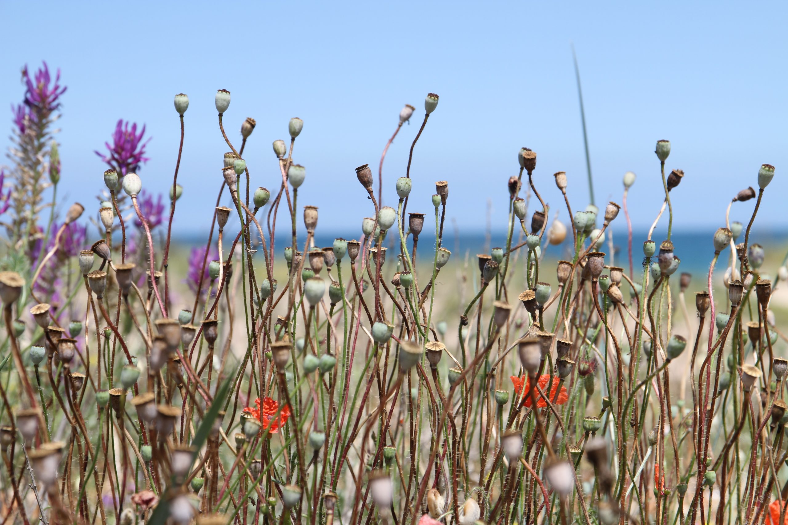 flower on the beach krapwts