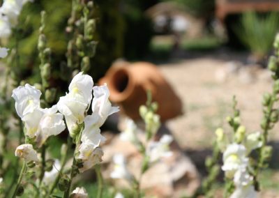 Garden Krapets Sveta Marina